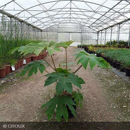 TETRAPANAX  papyrifera  'Rex'