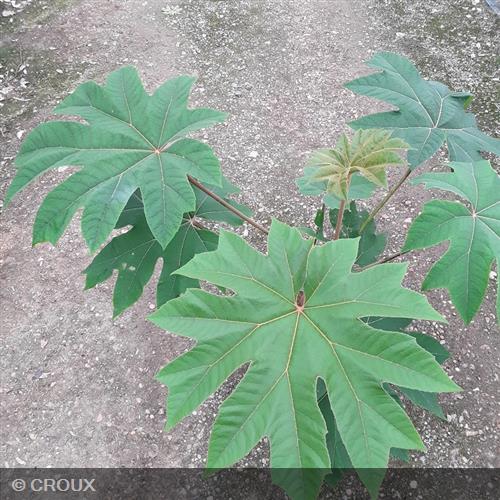 TETRAPANAX  papyrifera  'Rex'