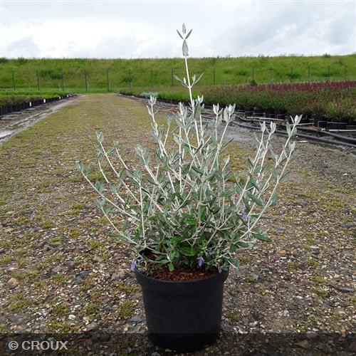TEUCRIUM fruticans  'Selection Erecta'