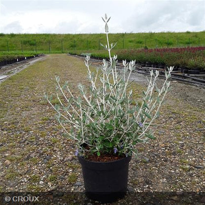 TEUCRIUM fruticans  'Selection Erecta'