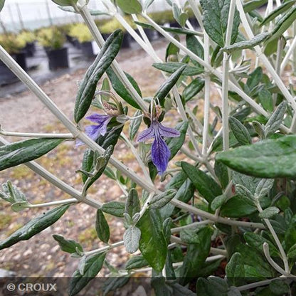 TEUCRIUM fruticans  'Selection Erecta'