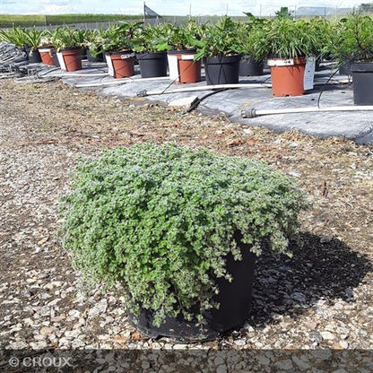 THYMUS pseudolanuginosus