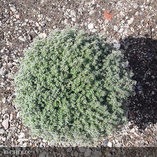 THYMUS pseudolanuginosus
