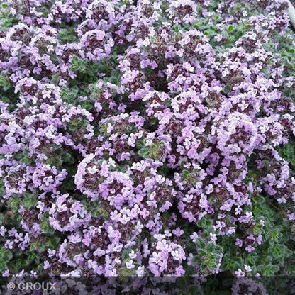 THYMUS pseudolanuginosus