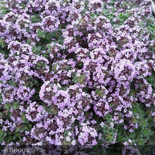 THYMUS pseudolanuginosus