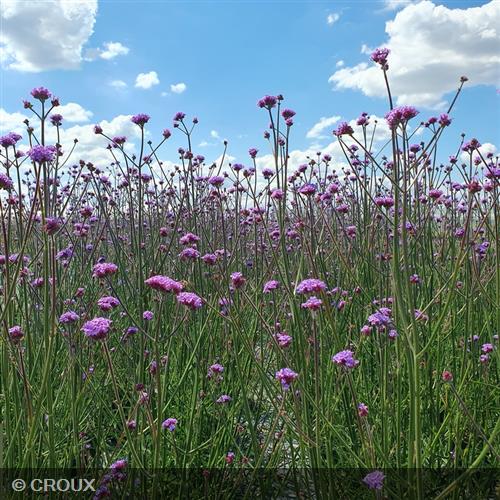 VERBENA bonariensis