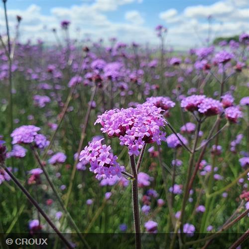 VERBENA bonariensis