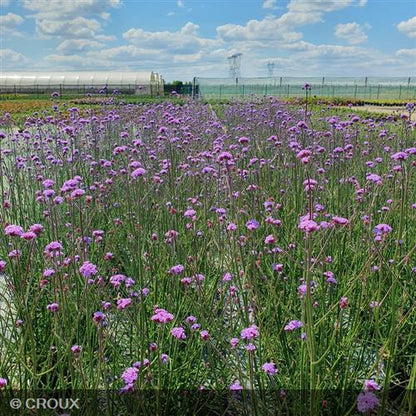 VERBENA bonariensis