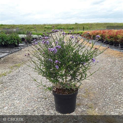 VERBENA bonariensis 'Lollipop®'