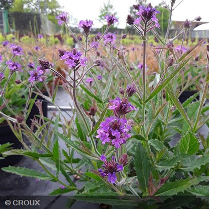 VERBENA rigida