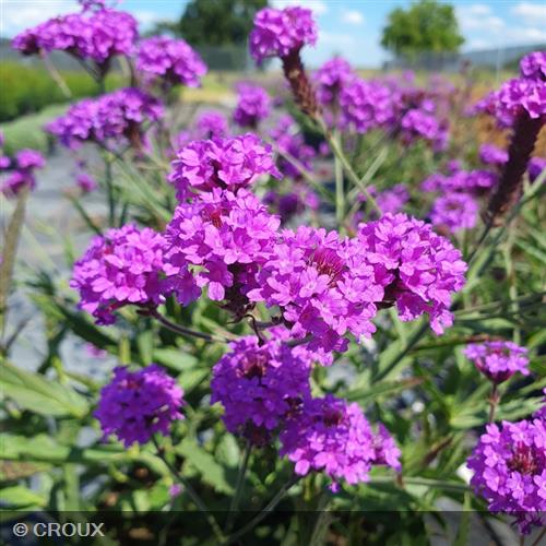 VERBENA rigida