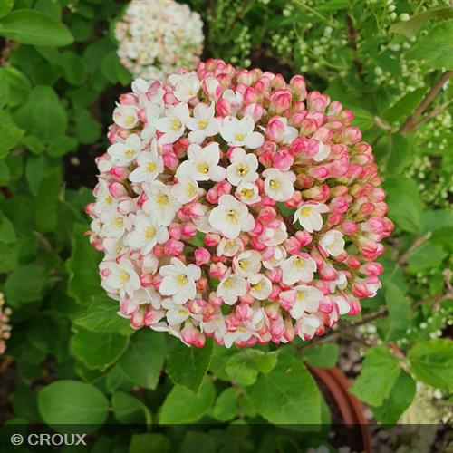 VIBURNUM carlesii 'Aurora'