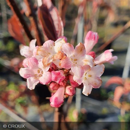 VIBURNUM x bodnantense 'Charles Lamont'
