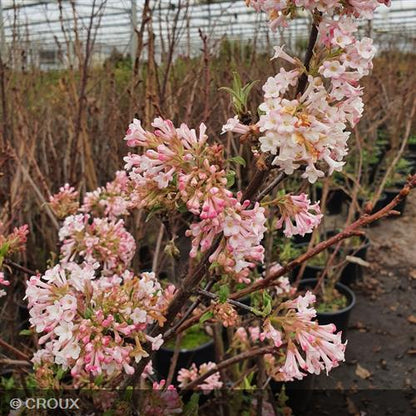 VIBURNUM x bodnantense 'Charles Lamont'