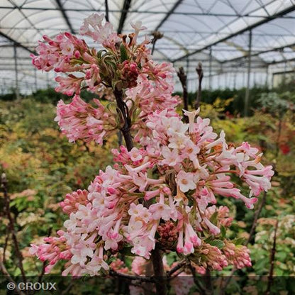 VIBURNUM x bodnantense 'Charles Lamont'