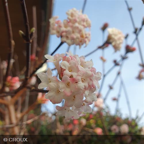 VIBURNUM x bodnantense 'Charles Lamont'