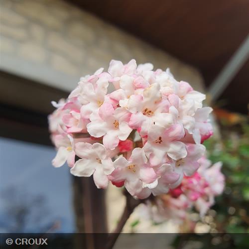 VIBURNUM x bodnantense 'Charles Lamont'