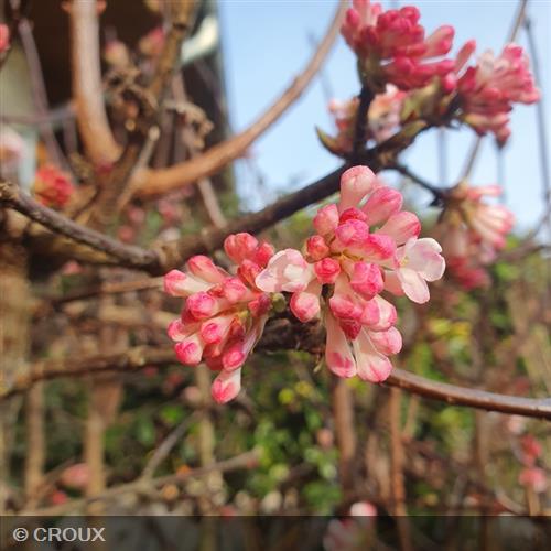 VIBURNUM x bodnantense 'Charles Lamont'