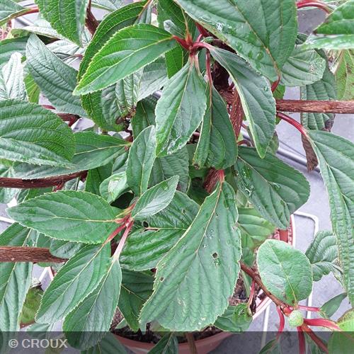 VIBURNUM x bodnantense 'Charles Lamont'