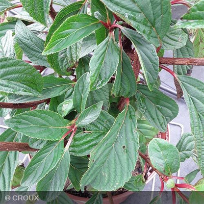 VIBURNUM x bodnantense 'Charles Lamont'
