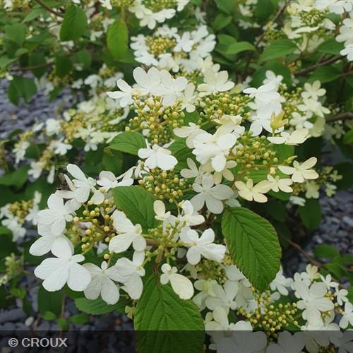 VIBURNUM plicatum 'Watanabe'
