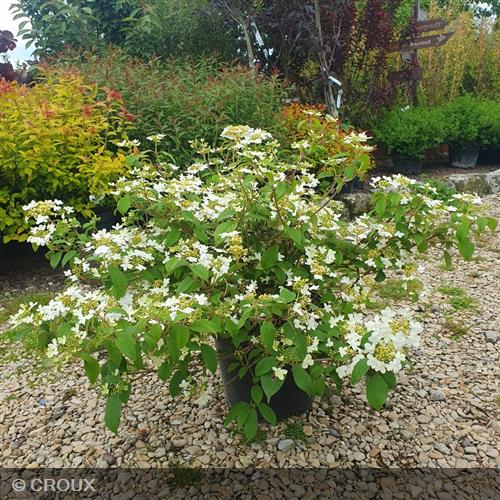 VIBURNUM plicatum 'Watanabe'