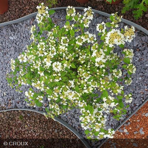 VIBURNUM plicatum 'Watanabe'