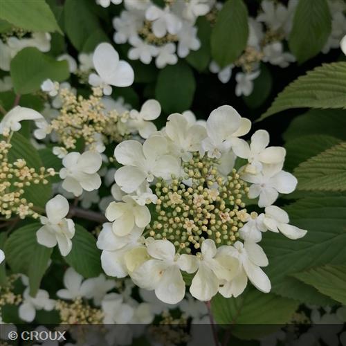 VIBURNUM plicatum 'Lanarth'