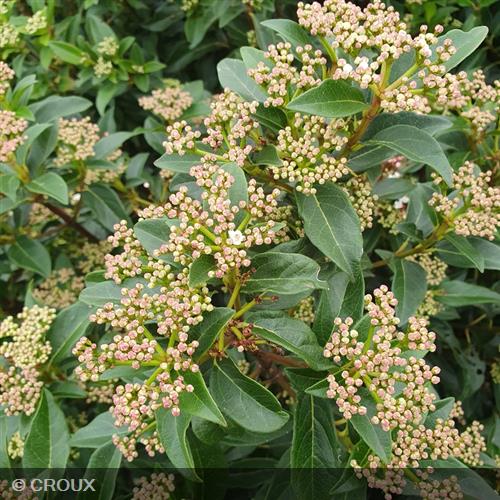 VIBURNUM tinus 'Spirit®'