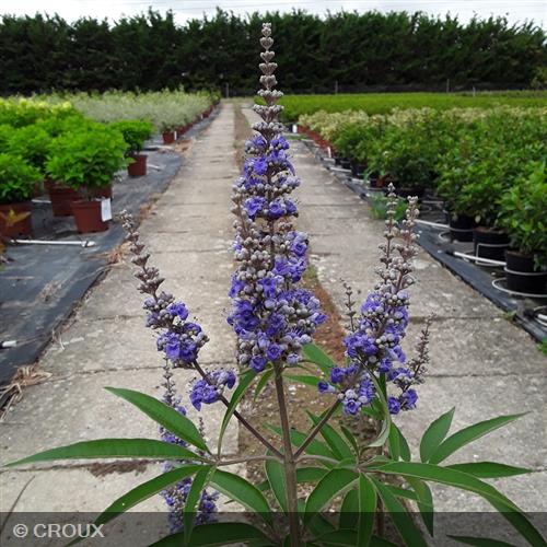 VITEX agnus-castus 'Latifolia'