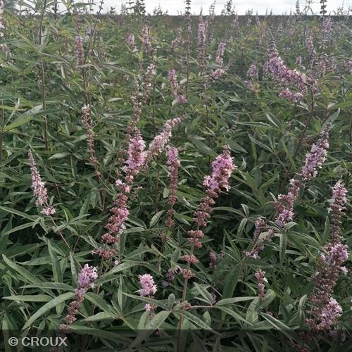 VITEX agnus-castus  'Galactic Pink®'