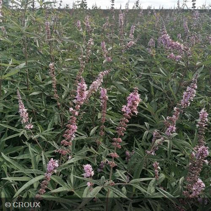 VITEX agnus-castus  'Galactic Pink®'