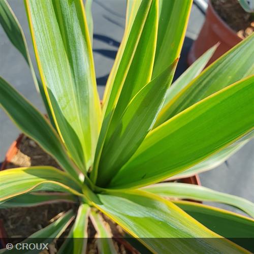 YUCCA gloriosa 'Variegata'