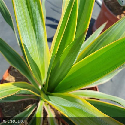 YUCCA gloriosa 'Variegata'