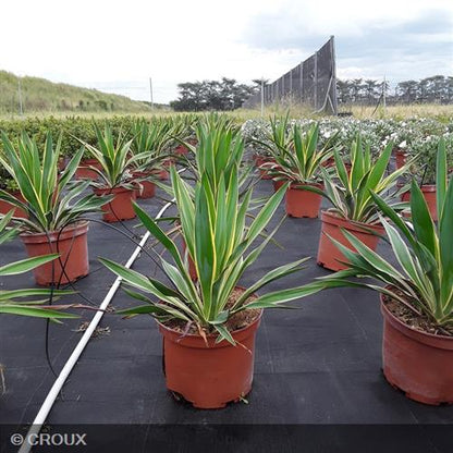 YUCCA gloriosa 'Variegata'