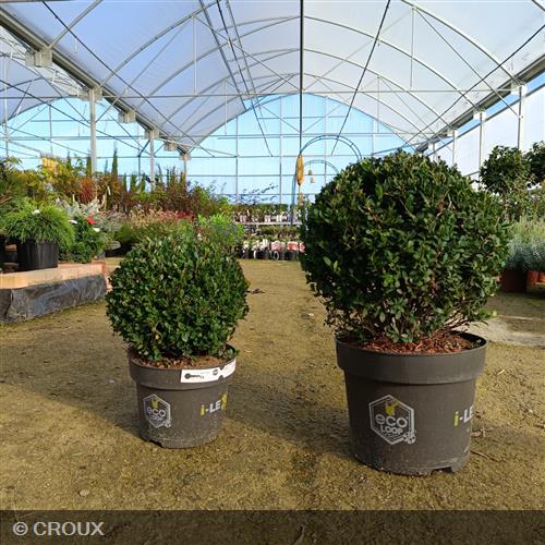 ILEX crenata ‘Dark Green®'