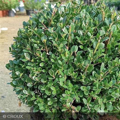 ILEX crenata ‘Dark Green®'