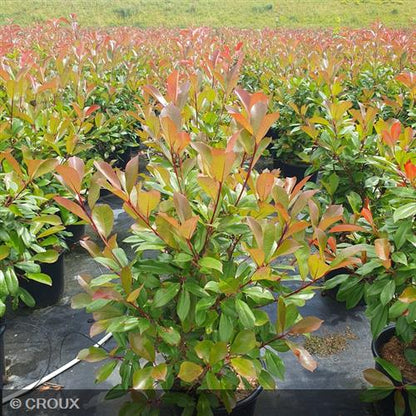 PHOTINIA x fraseri 'Red Robin'