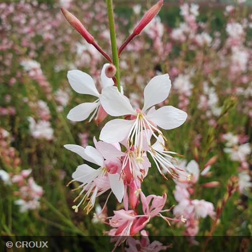 GAURA lindheimeri 'Whirling Butterflies'
