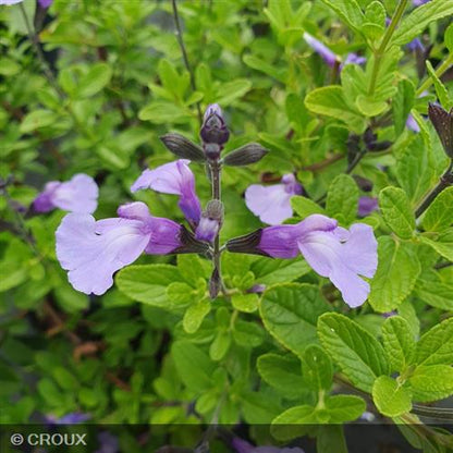 SALVIA microphylla So cool® pale blue
