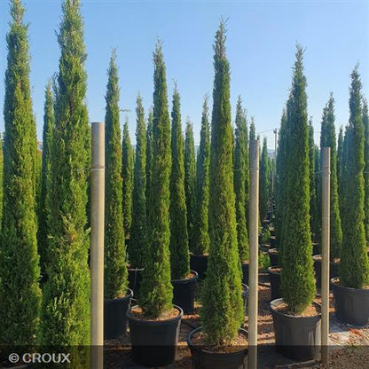 CUPRESSUS sempervirens 'Totem'