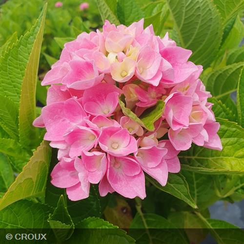 HYDRANGEA macrophylla 'Ankong® Pink'