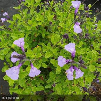 SALVIA microphylla So cool® pale blue