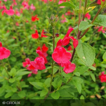 SALVIA  microphylla  'Grahamii Rouge'