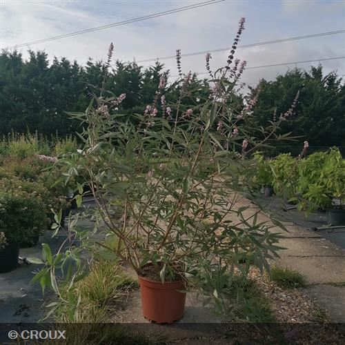 VITEX agnus-castus  'Galactic Pink®'