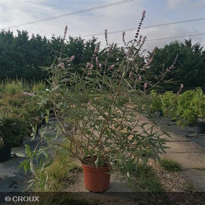 VITEX agnus-castus  'Galactic Pink®'
