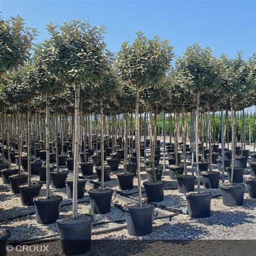ELAEAGNUS x ebbingei 'Compacta'