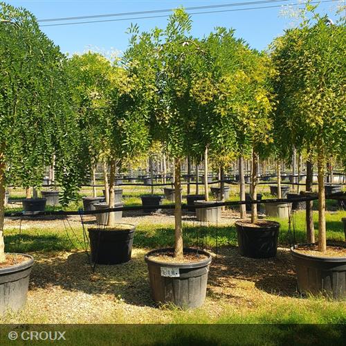 SOPHORA japonica 'Pendula'