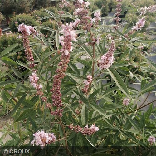 VITEX agnus-castus  'Galactic Pink®'