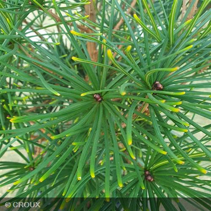 SCIADOPYTIS  verticillata